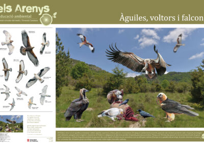 Il·lustracions per als cartells Els Arenys, educació ambiental