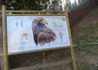 Cartell de l’Àliga daurada per al Molló Parc