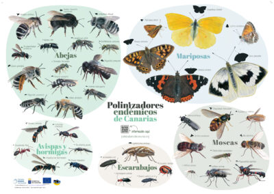 Il·lustracions d’insectes per al projecte Alpispa de Canàries