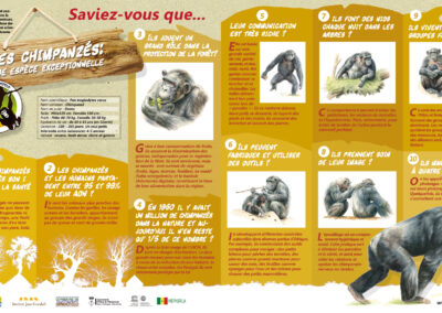 Il·lustracions de ximpanzés per a l’Institut Jane Goodall