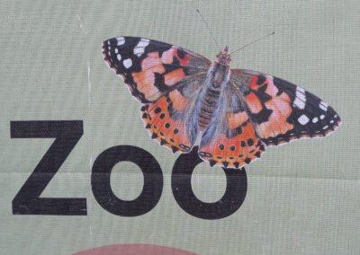 Il·lustracions per als cartells i plafons de promoció del Zoo de Barcelona