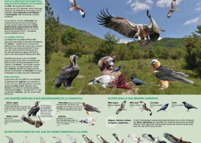 Il·lustracions per als Cartells dels grans rapinyaires necròfags de la Garrotxa