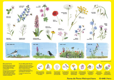 Il·lustracions de prats florits per a l’AMB Parcs